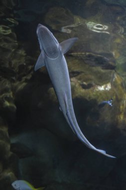 Akvaryum camı Echeneidae Carangiformes remora 'ya bağlı emici balığın harika bir örneği.