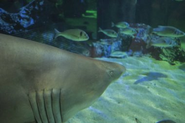 Akvaryumda yüzen büyük boğa köpekbalığının yakın çekimi.