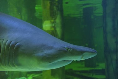 Akvaryumda yüzen büyük boğa köpekbalığının yakın çekimi.