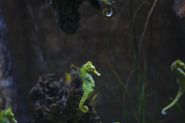 Schönes Seepferdchen Schwimmaquarium Gelb Und Schwarz — Stockfoto