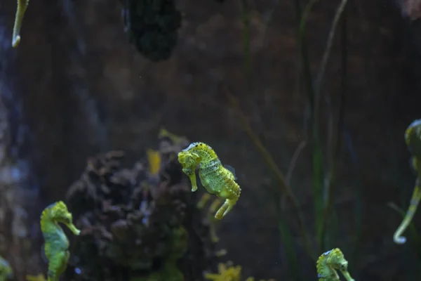 Bellissimo Cavalluccio Marino Acquario Nuoto Giallo Nero — Foto Stock