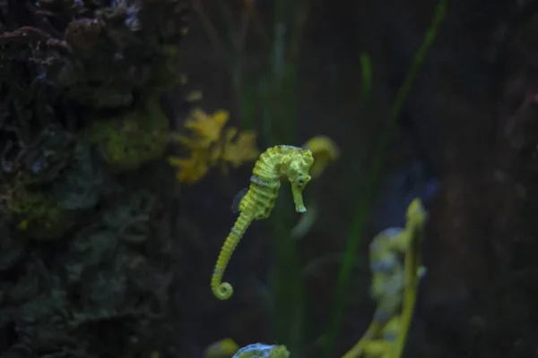 Hermoso Caballito Mar Acuario Natación Amarillo Negro —  Fotos de Stock