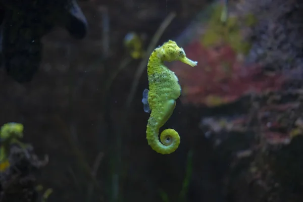 Vacker Sjöhäst Simning Akvarium Gul Och Svart — Stockfoto