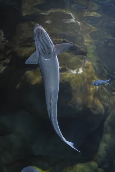 Großes Exemplar Von Saugfischen Mit Saugnapf Aquarienglas Echeneidae Carangiformes Remora — Stockfoto