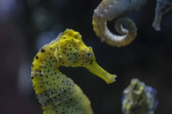 Beautiful Seahorse Swimming Aquarium Yellow Black — Stock Photo, Image