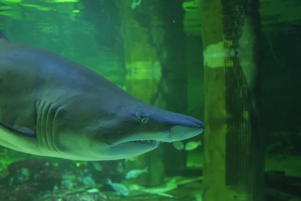 Крупный План Плавания Большой Акулы Быка Аквариуме — стоковое фото