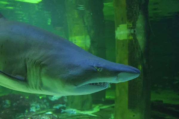 Крупный План Плавания Большой Акулы Быка Аквариуме — стоковое фото
