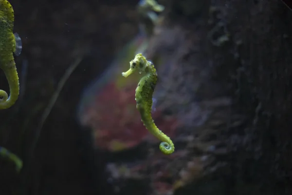 水族館黄色と黒の美しいシーホース — ストック写真