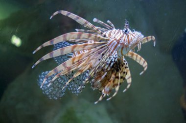 Pterois volitans, deniz akvaryumunda gece akrep balığı yakıyor.