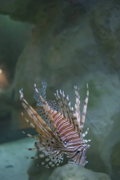 Pterois Volitans Deniz Akvaryumunda Gece Akrep Balığı Yakıyor — Stok fotoğraf