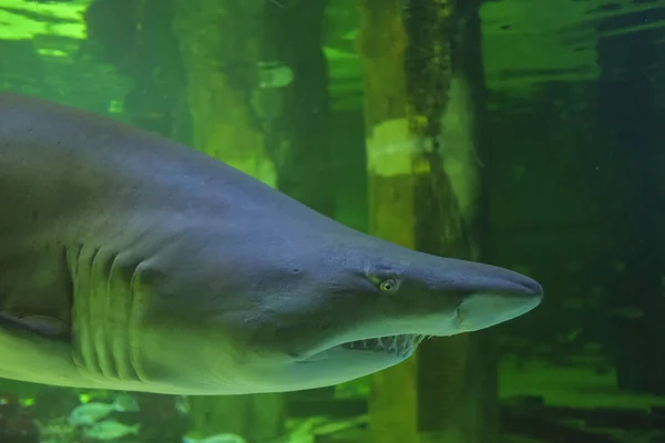 Бычья Акула Морской Аквариум Панорама Плавники Глаза Зубы — стоковое фото