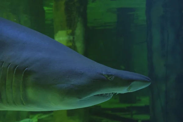 Бычья Акула Морской Аквариум Панорама Плавники Глаза Зубы — стоковое фото