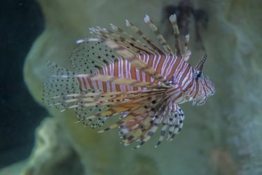 Pterois volitans, deniz akvaryumunda gece akrep balığı yakıyor.