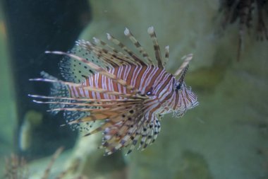 Pterois volitans, deniz akvaryumunda gece akrep balığı yakıyor.