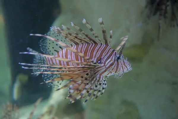 ナイトライティングのスコーピオン魚とコミュニティ海洋水族館のピトー火山 — ストック写真