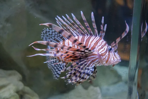 Pterois Volitans Deniz Akvaryumunda Gece Akrep Balığı Yakıyor — Stok fotoğraf