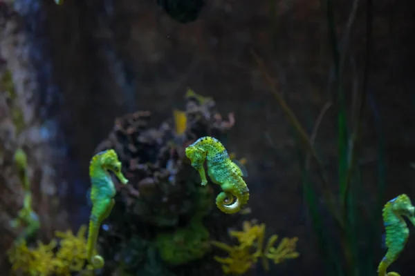 水族館黄色と黒の美しいシーホース — ストック写真