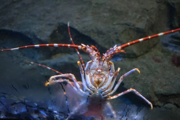 Large Specimen Lobster Attached Aquarium Glass — Stock Photo, Image