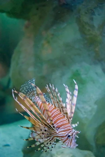 Pterois Volitans Aquário Marinho Comunitário Com Peixe Escorpião Iluminação Noturna — Fotografia de Stock