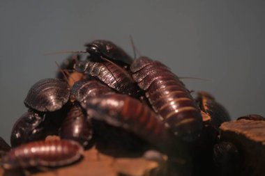  Gromphadorhina grubu iç teraryumdaki madagaskar 'dan gelen ıslık çalan hamamböcekleri.