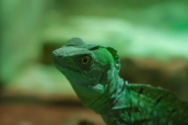 Basiliscus Plumifrons Lézard Sur Tronc Dans Terrarium Domestique — Photo