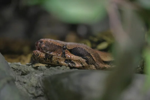 Reticulated Python Head Closeup Trunk Malayopython Reticulatus — Stock Photo, Image