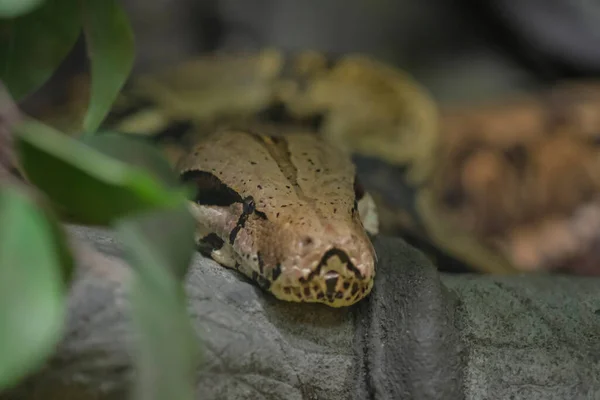 Reticulado Python Cabeça Closeup Tronco Malayopython Reticulatus — Fotografia de Stock