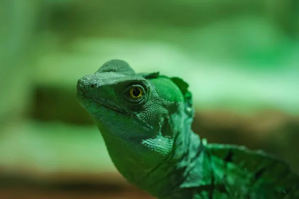 Basiliscus Plumifrons Ящерица Стволе Домашнем Террариуме — стоковое фото