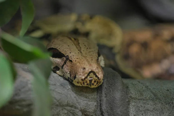 Cabeza Pitón Reticulada Primer Plano Tronco Malayopython Reticulatus —  Fotos de Stock