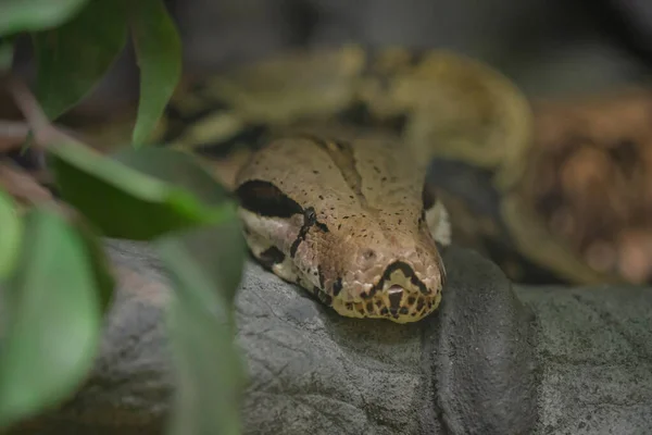 Python Réticulé Tête Gros Plan Sur Tronc Malayopython Reticulatus — Photo