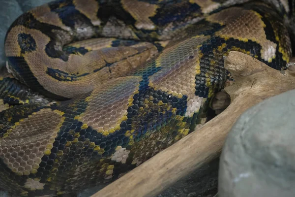 Reticulated Python Head Closeup Trunk Malayopython Reticulatus — Stock fotografie