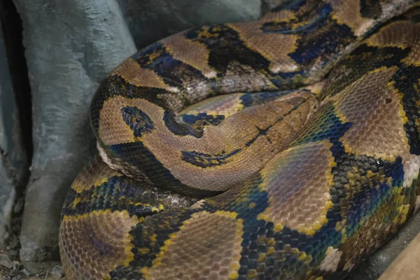 Reticulated Python Head Closeup Trunk Malayopython Reticulatus — Stock fotografie