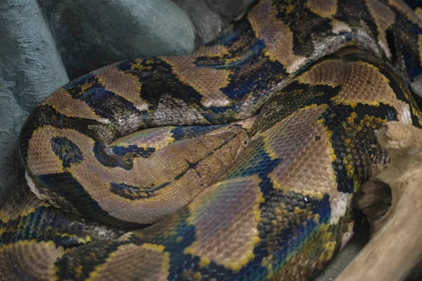 Reticulado Python Cabeça Closeup Tronco Malayopython Reticulatus — Fotografia de Stock