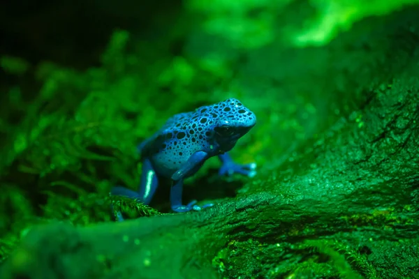 Blauer Pfeilgiftfrosch Amazonas Terrarium Dendrobates Tinctorius Azureus — Stockfoto