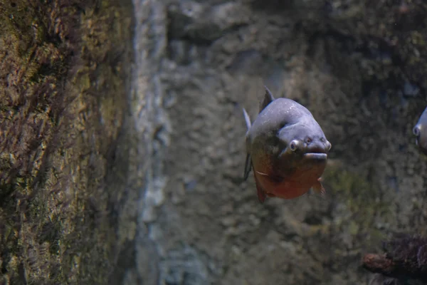 Isoliertes Exemplar Der Amazonas Piranha Serrasalmidae — Stockfoto