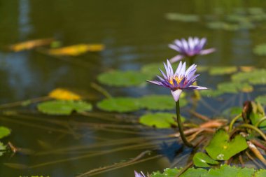 Nilüfer çiçekleri ve nilüfer çiçekleri güneşli bir günde gölette