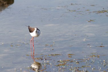 Himantopus himantopus İtalya bataklığında beslenen İtalyan kuşunun şövalyesi