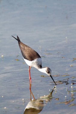 Himantopus himantopus İtalya bataklığında beslenen İtalyan kuşunun şövalyesi