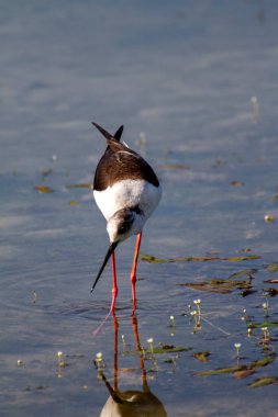 Himantopus himantopus İtalya bataklığında beslenen İtalyan kuşunun şövalyesi