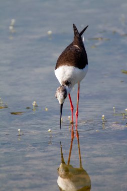 Himantopus himantopus İtalya bataklığında beslenen İtalyan kuşunun şövalyesi