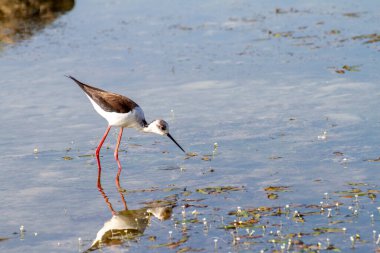 Himantopus himantopus İtalya bataklığında beslenen İtalyan kuşunun şövalyesi
