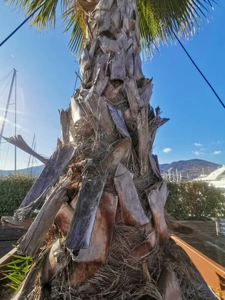 Tronc Palmier Avec Feuilles Sèches Dans Jardin Sur Port — Photo