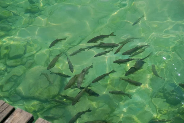 Peixe Lago Garda Molhe Com Fundo Verde — Fotografia de Stock