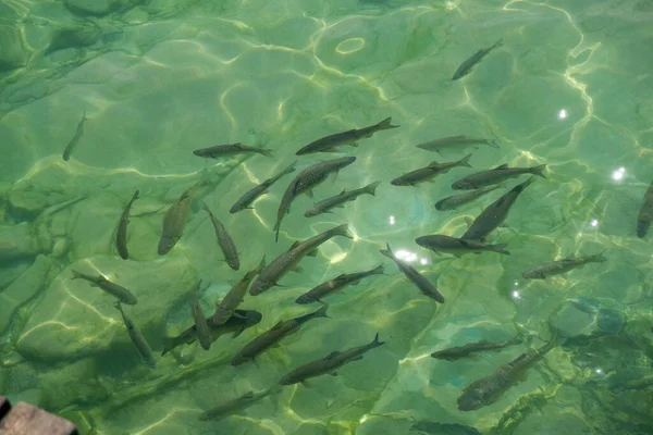 Grupo Peixes Água Foto Alta Qualidade — Fotografia de Stock