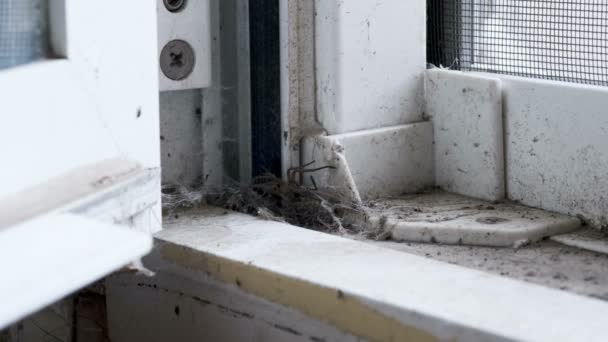 Petite Araignée Domestique Italienne Avec Repaire Dans Coin Une Fenêtre — Video