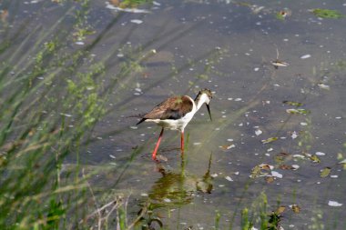 Himantopus himantopus İtalya bataklığında beslenen İtalyan kuşunun şövalyesi