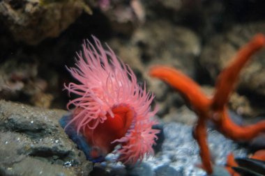 Kızıl deniz yıldızı ve deniz şakayığı tropikal deniz akvaryumunda