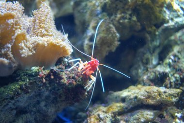 Lysmata debelius rock topluluğunun deniz akvaryumunda