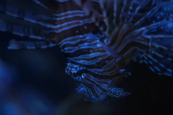 Pterois Volitans Community Marine Aquarium Night Light Scorpion Fish — стокове фото