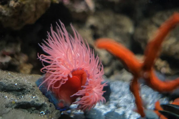 Червономорська Зірка Анемона Тропічному Морському Акваріумі — стокове фото